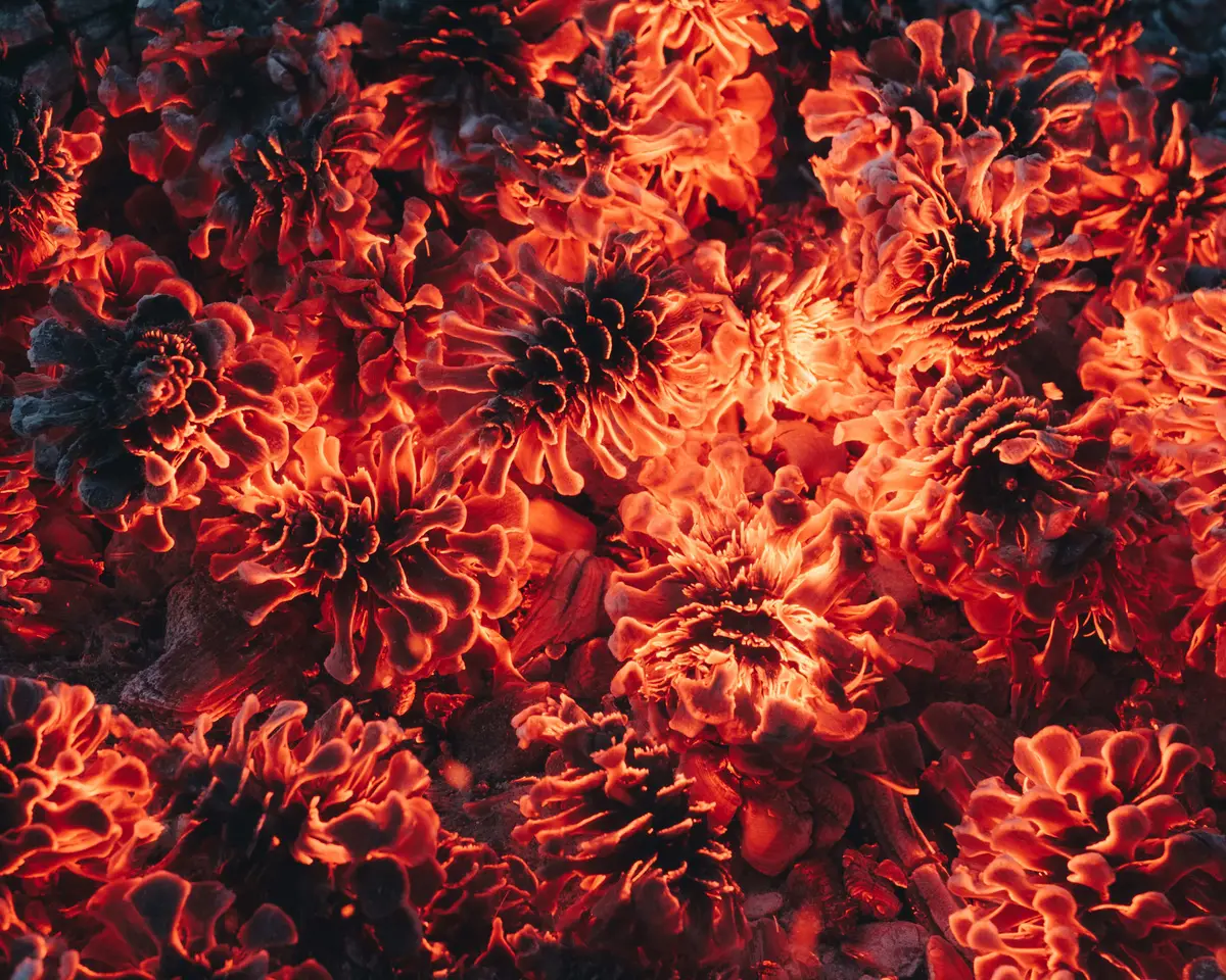 Burning Pinecones