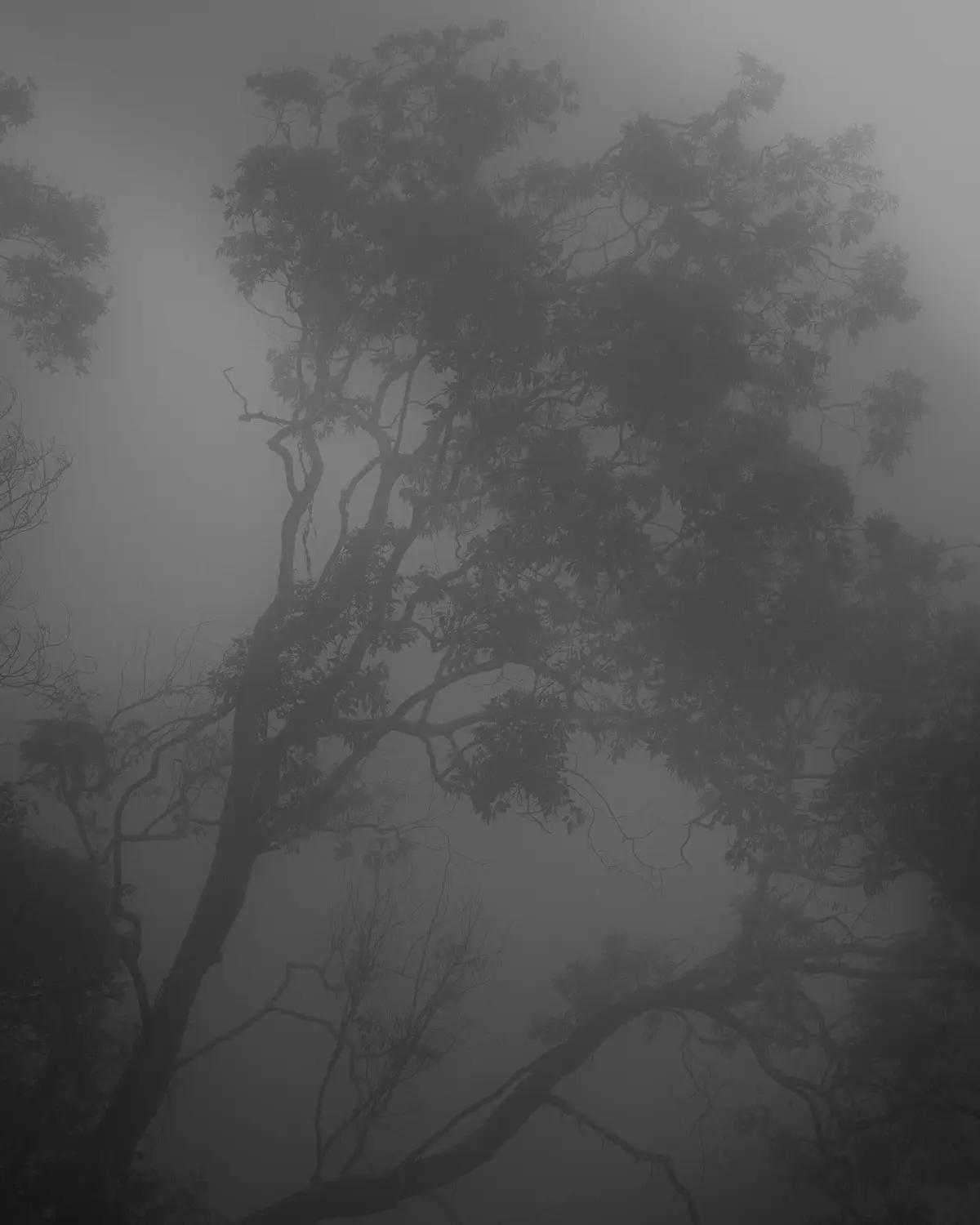 Fog, somewhere in the Costa Rican mountains